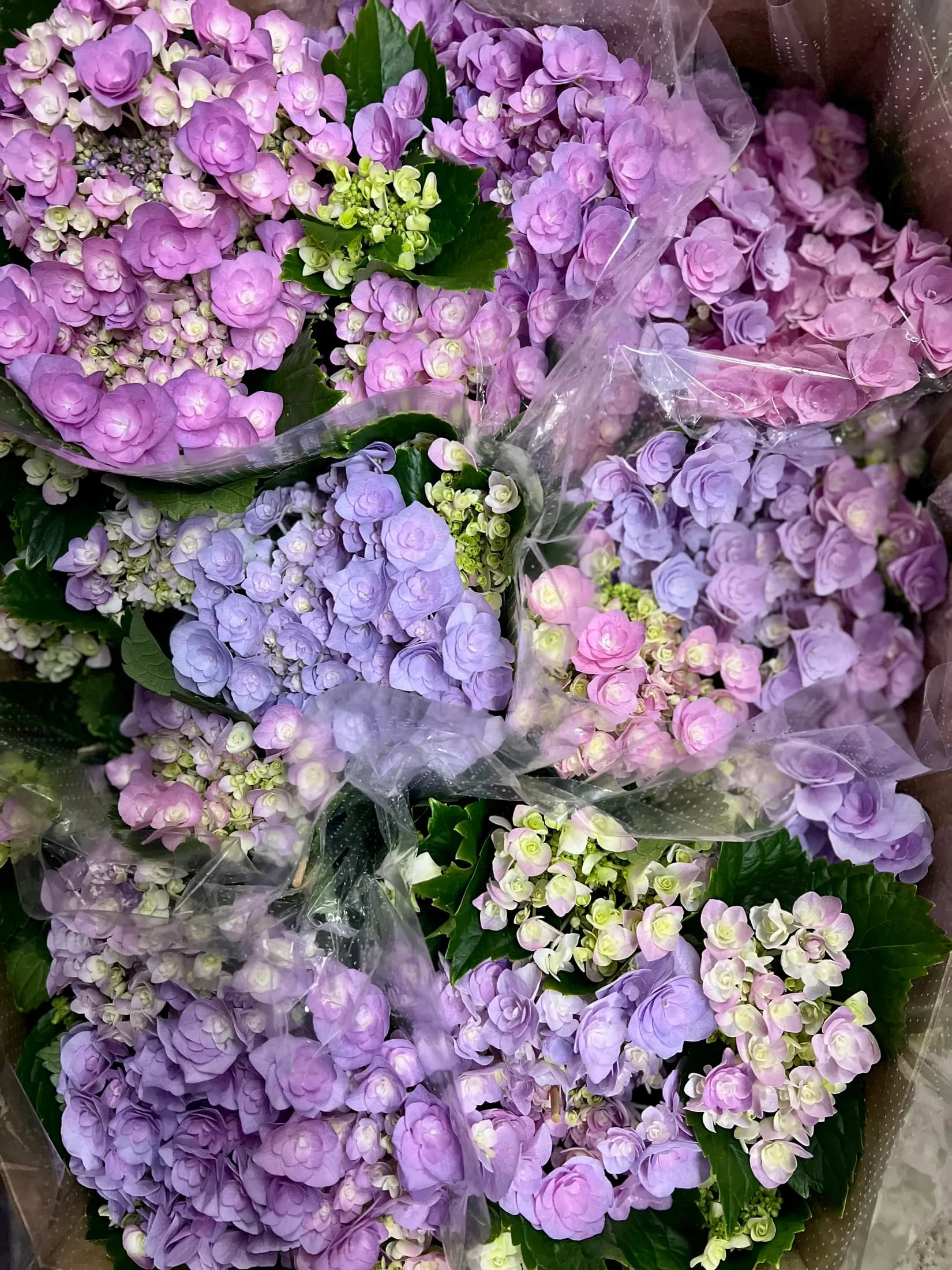Hortensien in Violett und Blau, frisch für die Bepflanzung vorbereitet