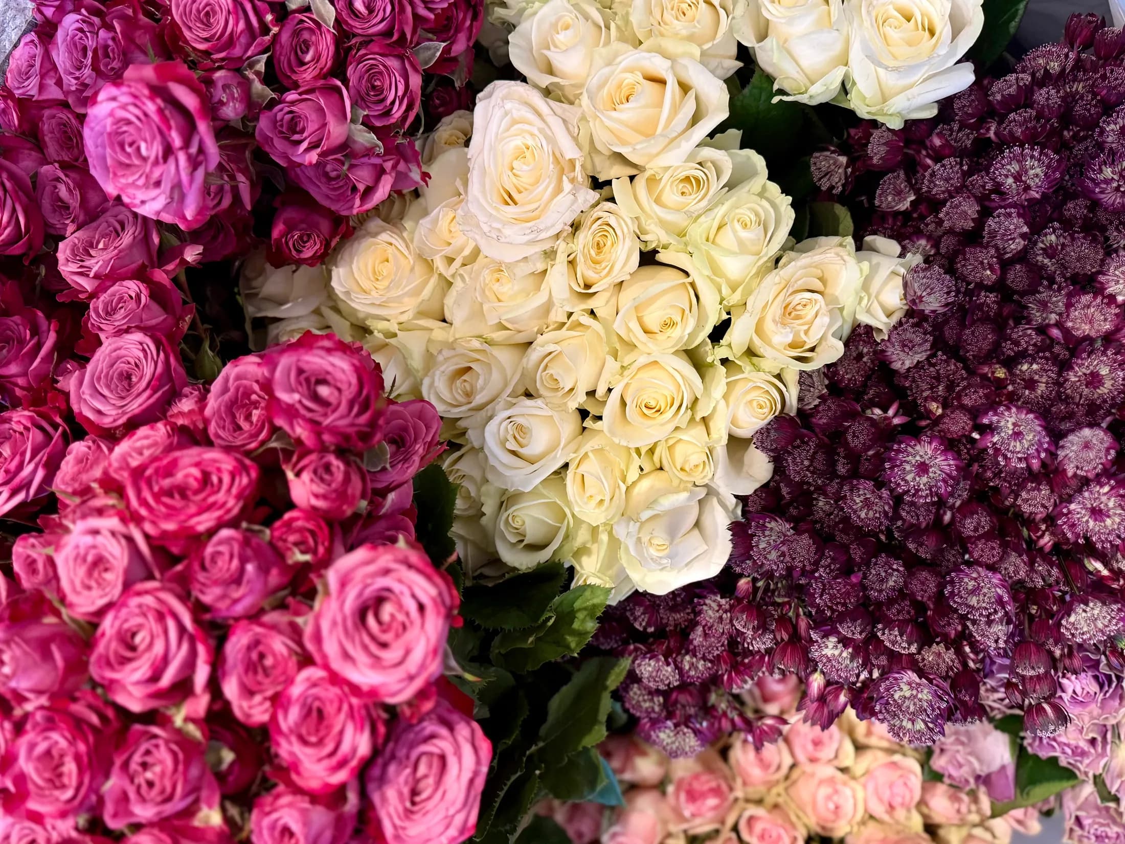 Rosen in Pink, Creme und Violett im Blumengeschäft