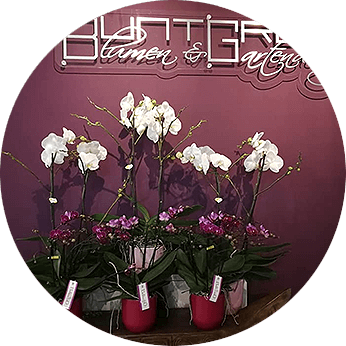 Blumen Blumen