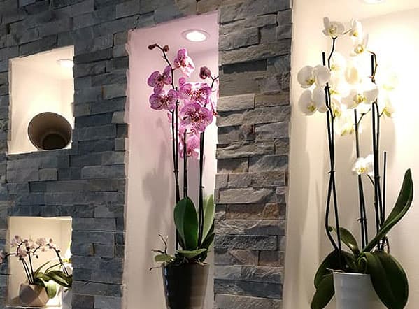 Orchideen Orchideen